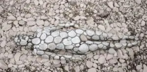 Body Painting efecto Piedras