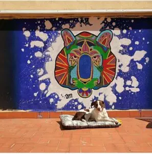 Mandala Salvaje